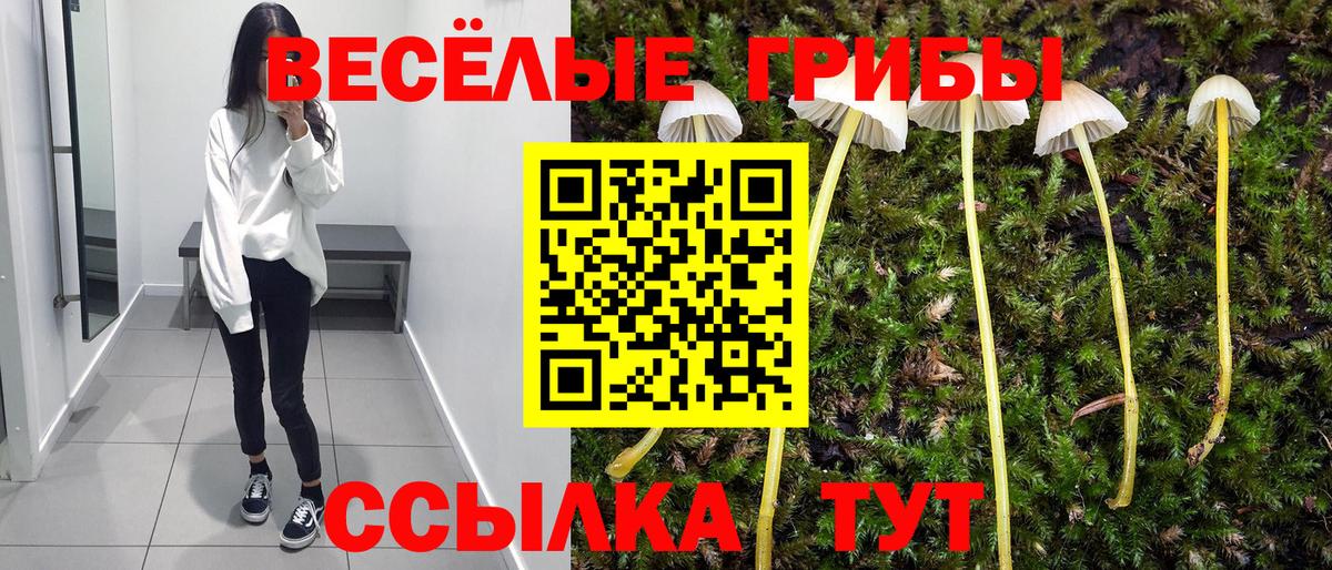 Галлюциногенные грибы Psilocybe  Вход с VPN  Грозный 